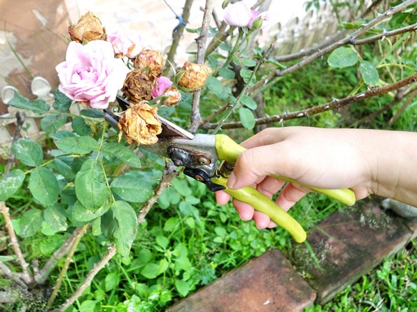 How to Kill Rose Bushes