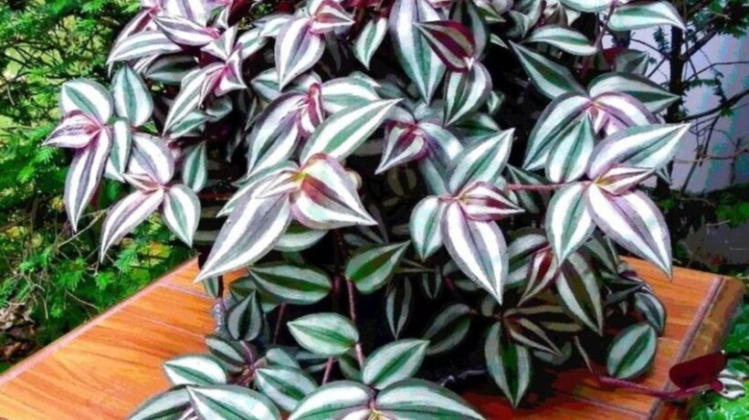 Aspects of Wandering Jew Plant Care