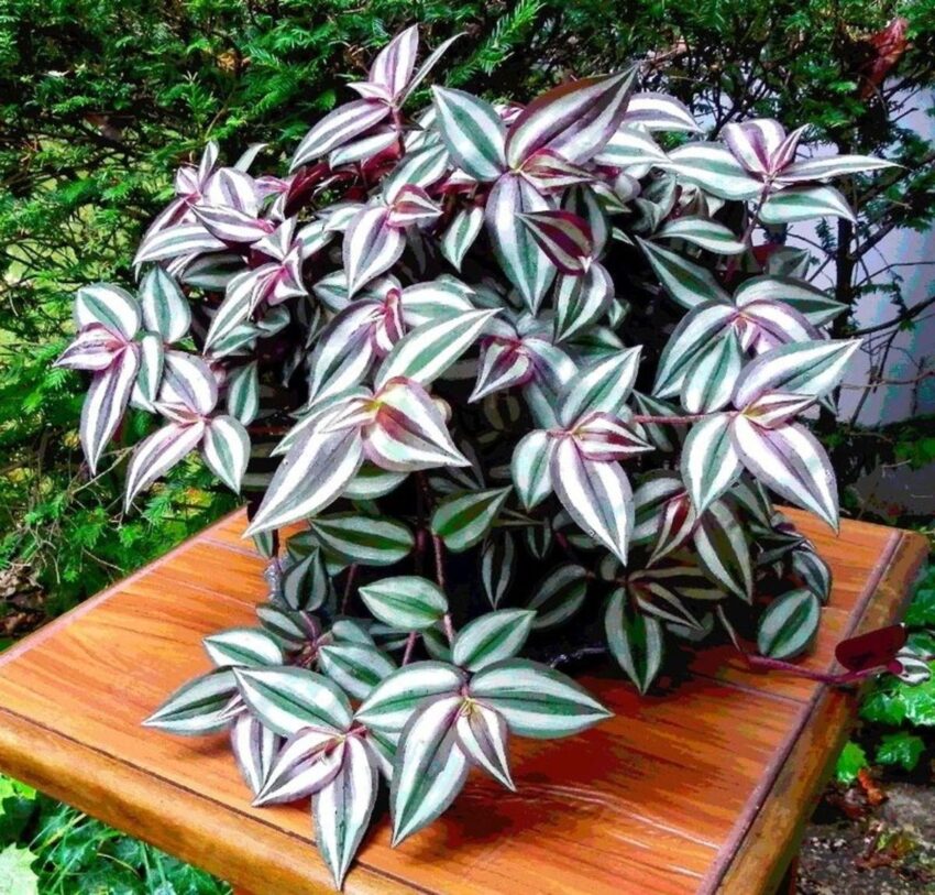 Aspects of Wandering Jew Plant Care