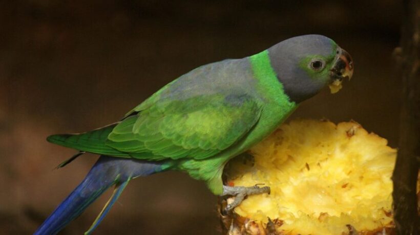 Can Parrots Eat Pineapple?