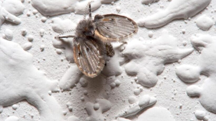 How to Kill Drain Flies