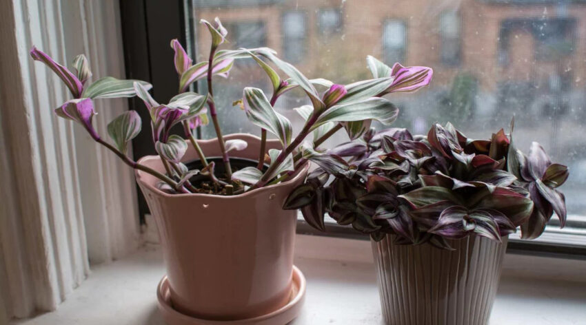 Aspects of Wandering Jew Plant Care