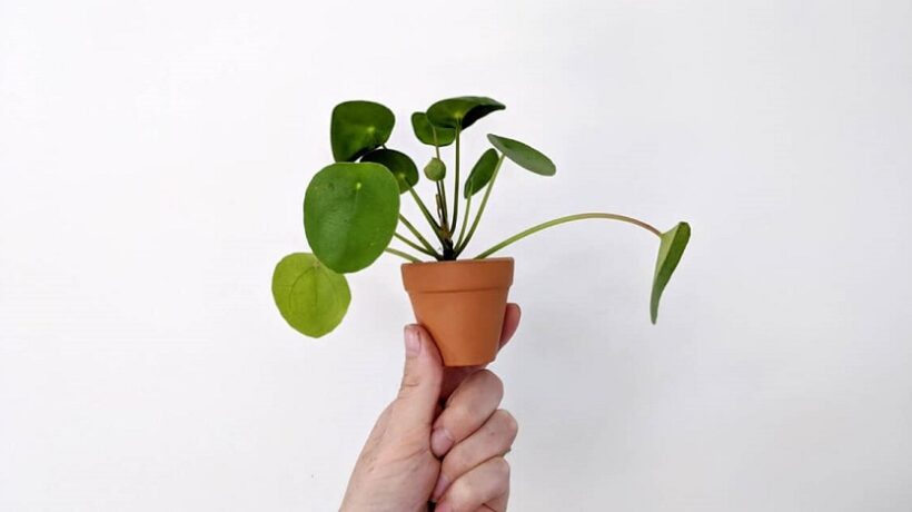 Do Pilea Plants Like Small Pots?