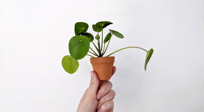 Do Pilea Plants Like Small Pots
