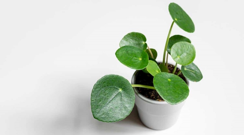 Do Pilea Plants Like Small Pots: Additional Factors to Consider