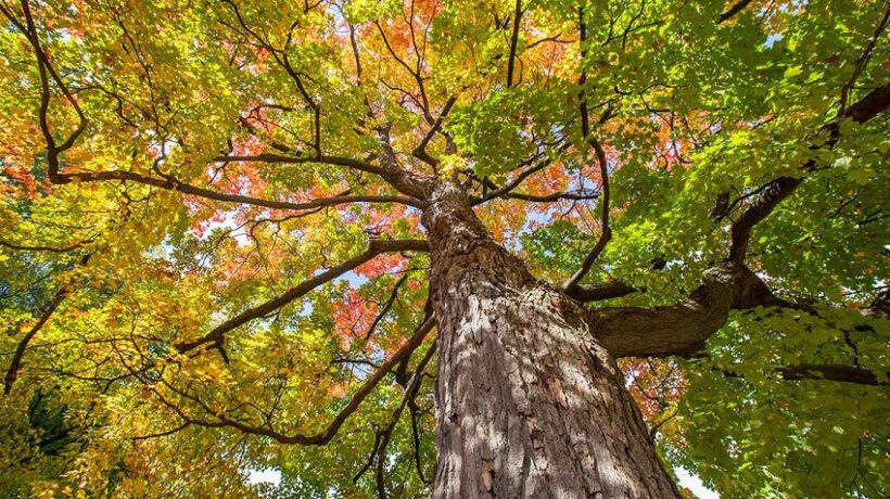 Which Maple is Strongest?