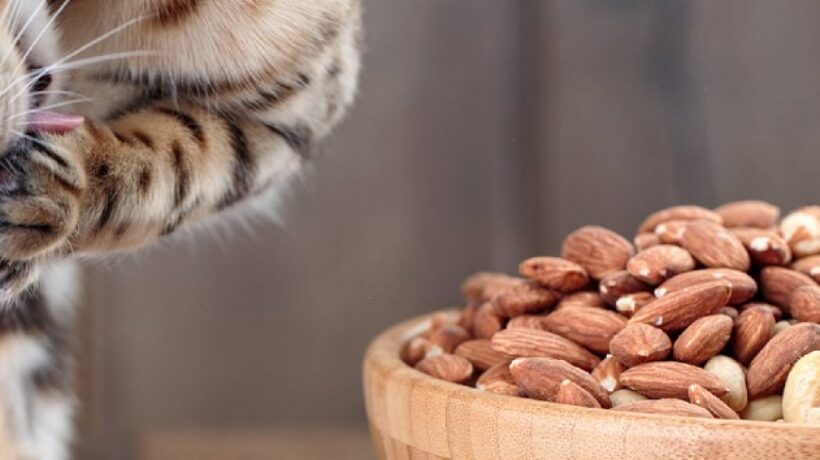 Can Cats Lick Almonds? Unraveling the Feline-Almond Enigma