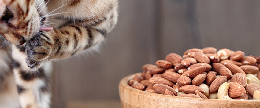 Can Cats Lick Almonds