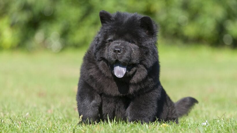 What Causes a Dog’s Tongue to Turn Blue?