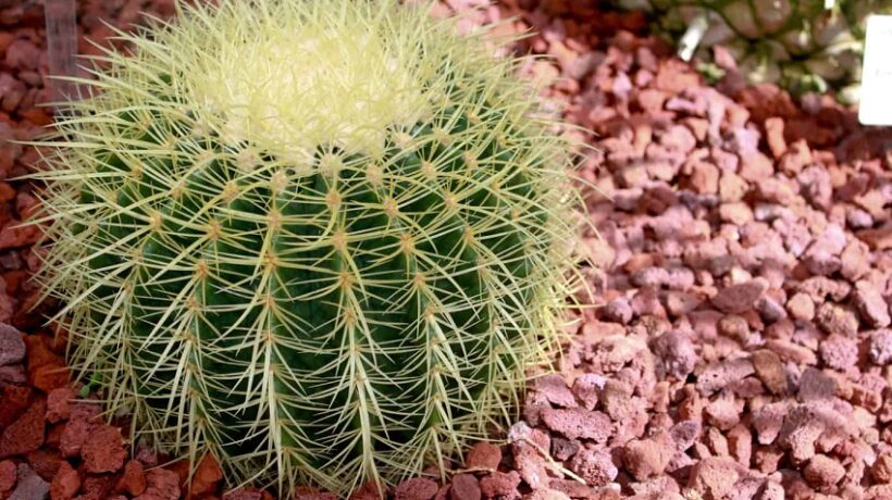What are Cactus Pins Called?
