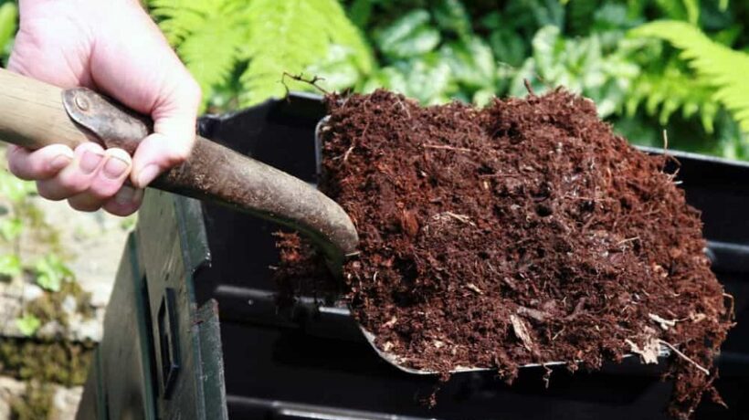 What is the Best Compost for Fruit Trees?