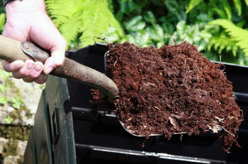 What is the Best Compost for Fruit Trees