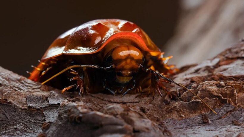 Which Country Has the Most Cockroaches?