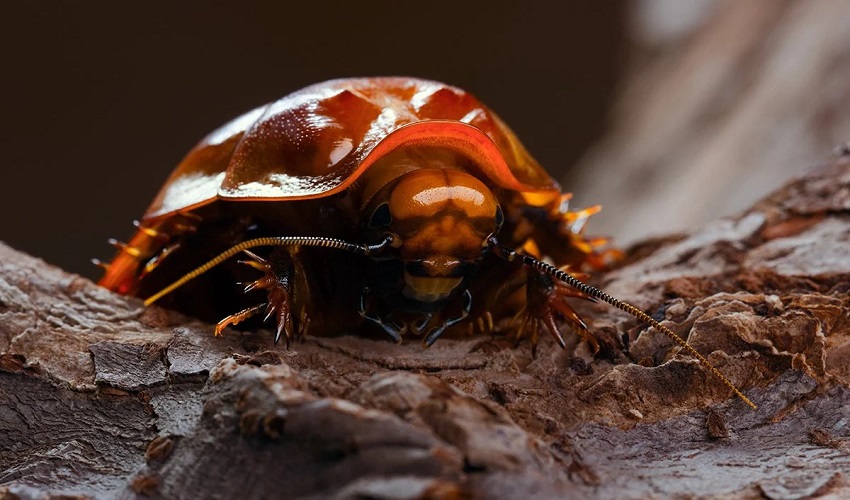 Which Country Has the Most Cockroaches?
