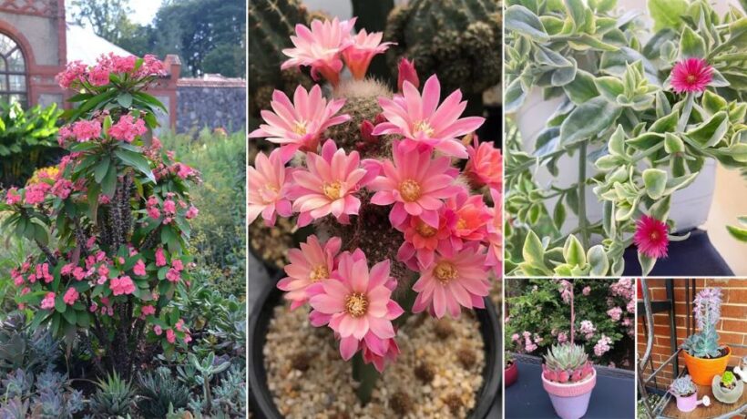 How to Keep Succulent Flowers Alive: A Guide to Nurturing Blooming Succulents