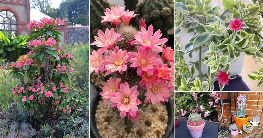 How to Keep Succulent Flowers Alive: A Guide to Nurturing Blooming Succulents