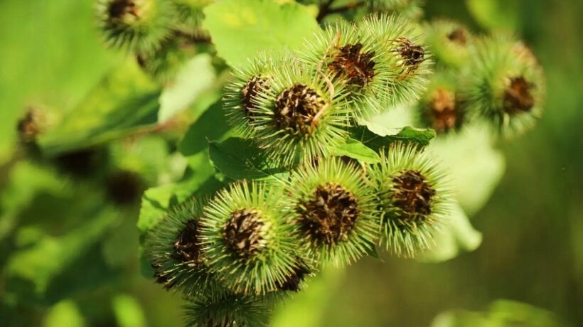 What is the Use of Sticker in Plants?