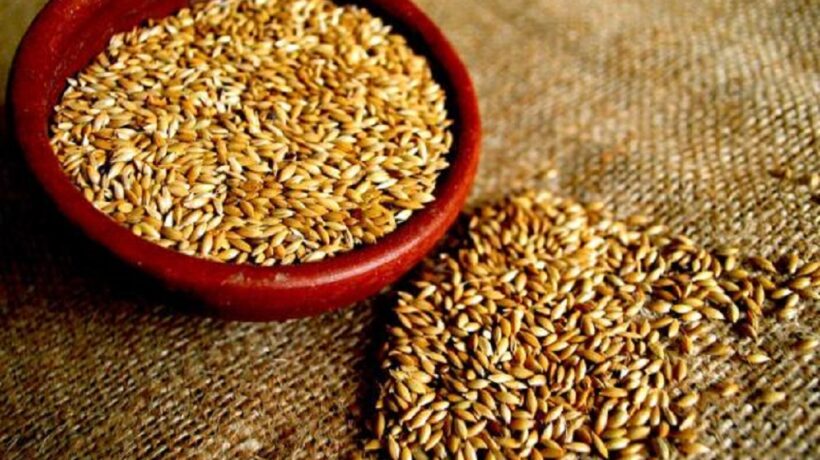 Why Adding Canary Seeds to Your Diet Is a Must