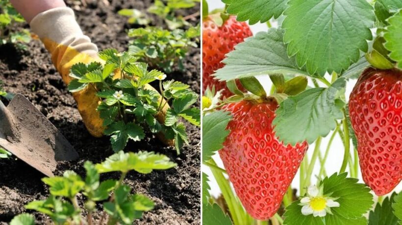 Tips for Growing Strawberries: Boost Your Harvest with Expert Strategies