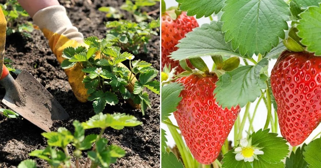 Tips for Growing Strawberries: Boost Your Harvest with Expert Strategies