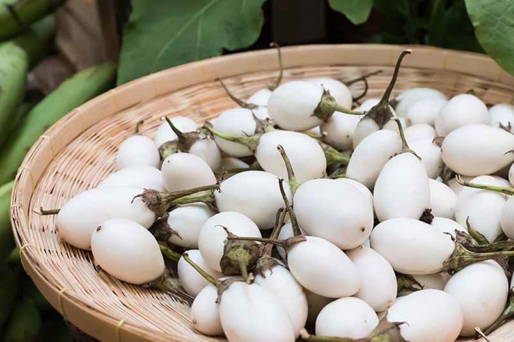 Importance Of Picking White Eggplant At The Right Time