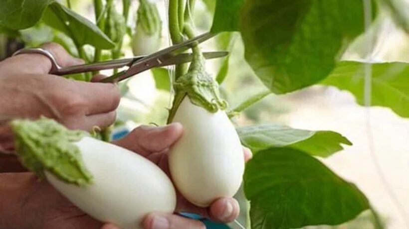 White Eggplant When to Pick? Insider Tips for Perfect Harvesting