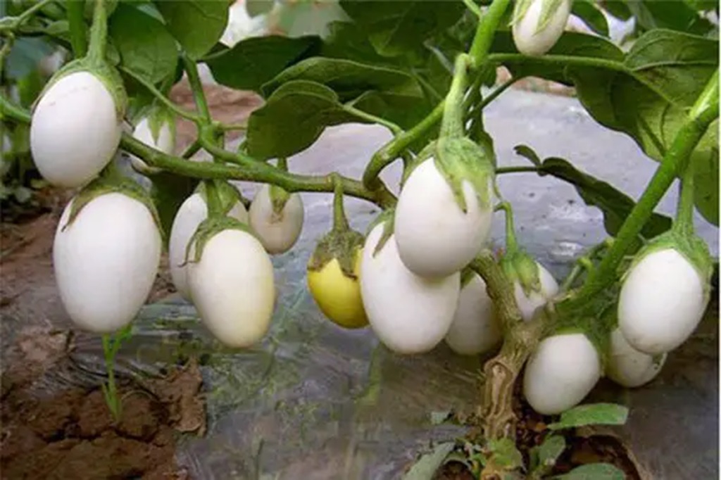 Storing And Preserving White Eggplant