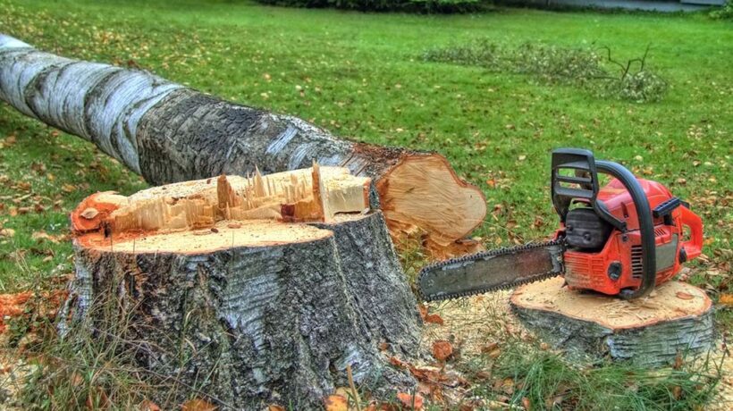 How to Pull Tree Out of Ground: Expert Techniques Revealed