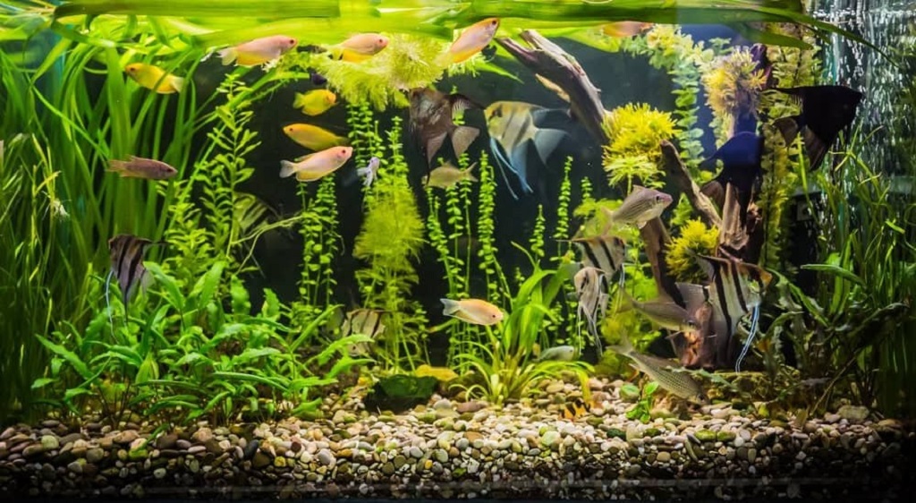 How many fish can I keep with an aggressive fish