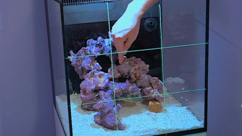From Dry Rock to Fully Stocked: A Timeline of the Reef Aquarium Setup Journey