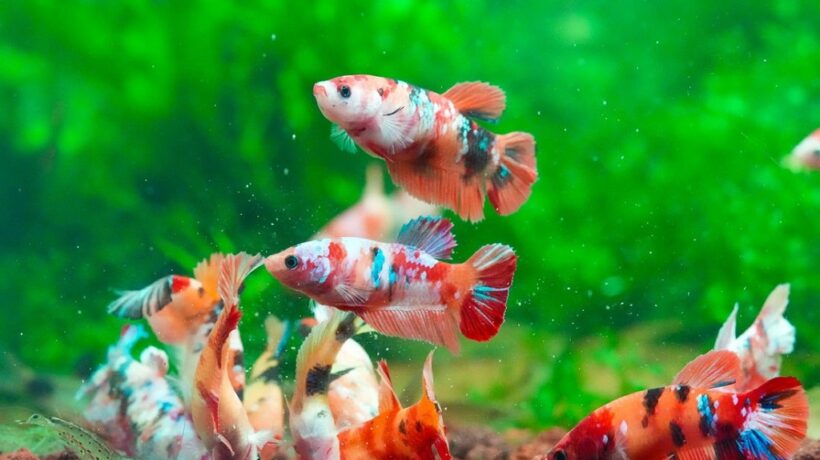 How to Choose Compatible Tank Mates for Your Aggressive Fish