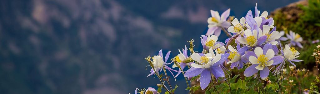 Top 10 Must-Have Plants for Colorado Landscapes