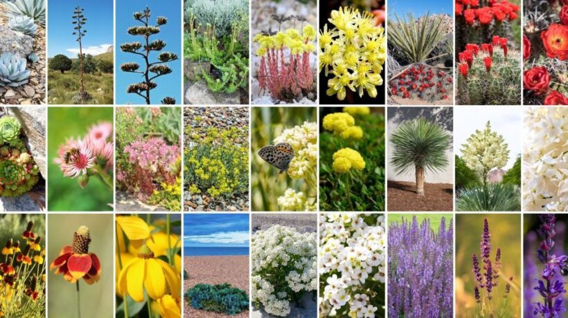 How to Choose Colorado-Friendly Plants for Your Garden