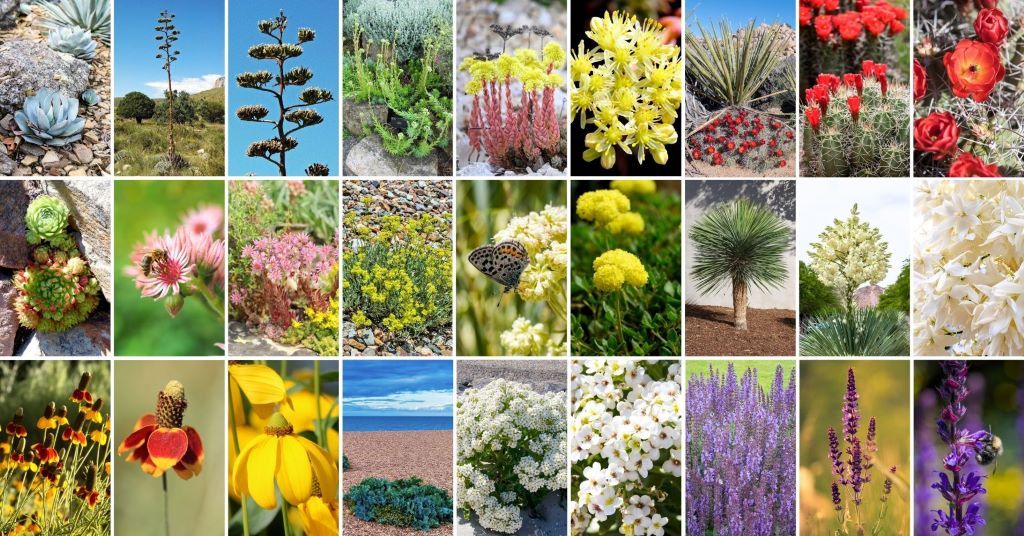 Designing a Colorado-Friendly Landscape